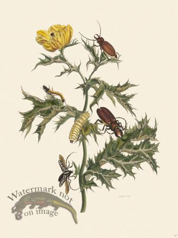 Merian Metamorphosis 24